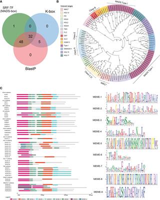 Frontiers | Genome-wide Identification And Expression Analysis Of MIKCC ...